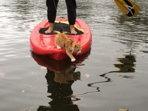 Pip on a paddle board
