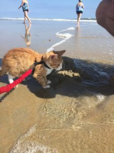Pip's first wave