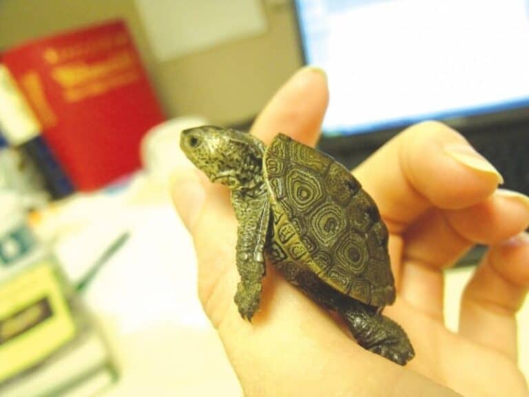 More than 800 terrapin spotted during May count