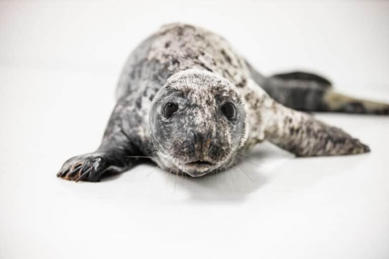 Pippi Returned to the Atlantic from Assateague