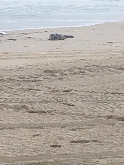 Seal on beach