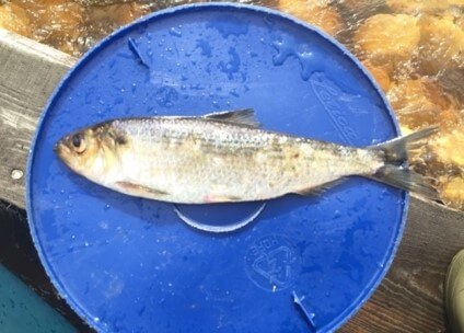 Alewife: An Oktoberfest Star