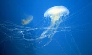 Atlantic Sea Nettle by Wally Gobetz