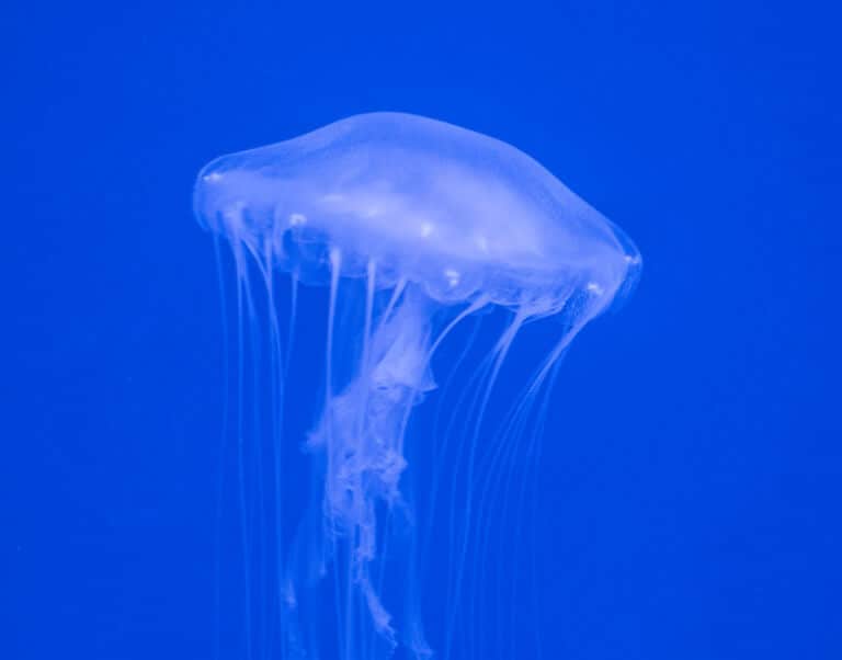 Atlantic Sea Nettle by William Warby