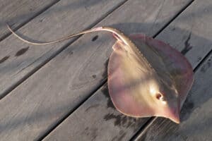 Atlantic Stingray