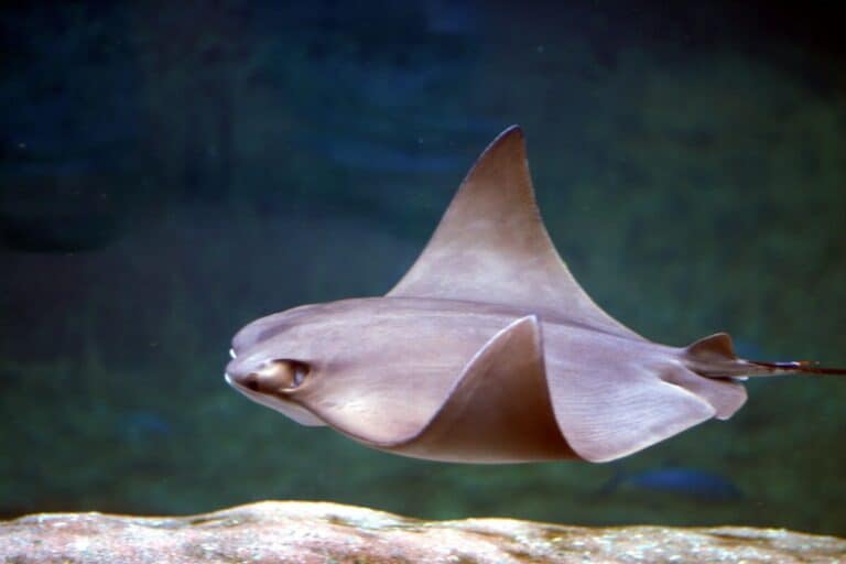 Rays in the Bays? The Differences Between Skates and Rays in our Waterways