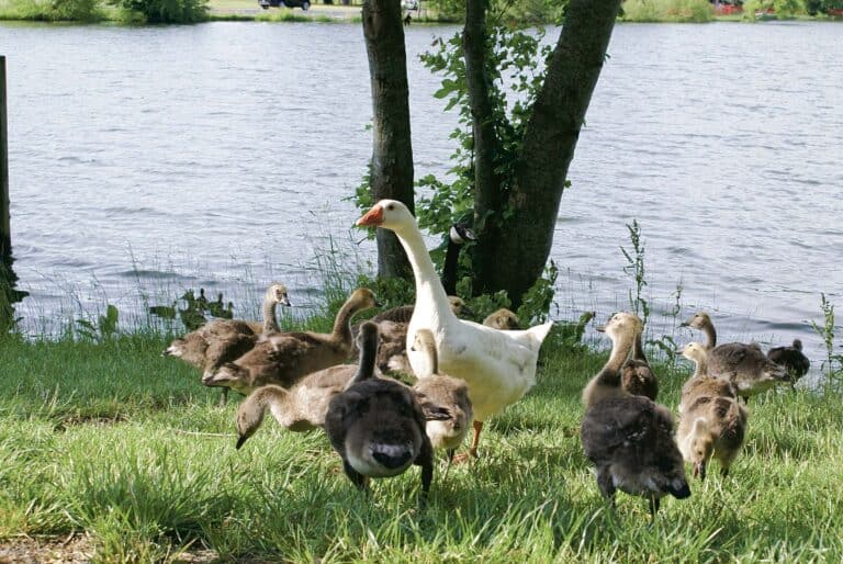 Residents hold funeral for goose ‘Martha’ in Pines