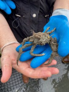 Common Spider Crab