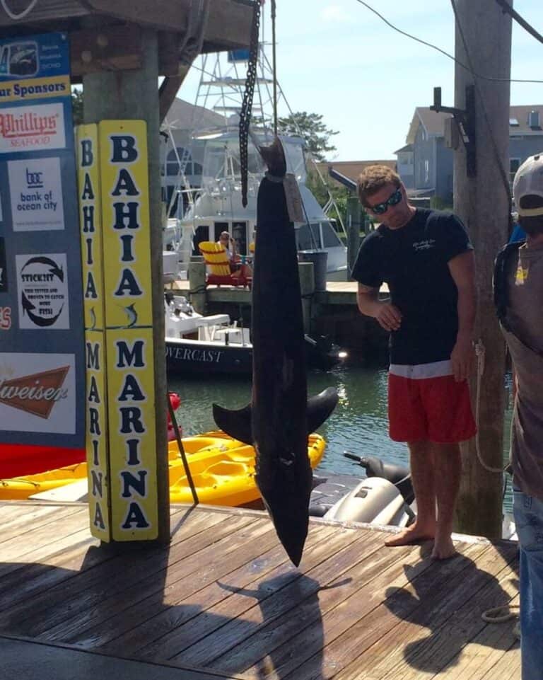 OC Shark Tournament 2015 at Fish Tales in Photos