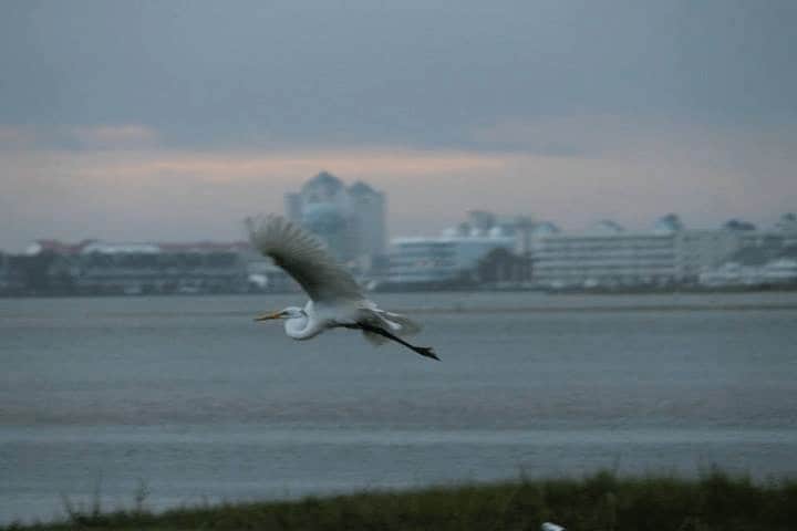 Birdwatching Abounds in Ocean City