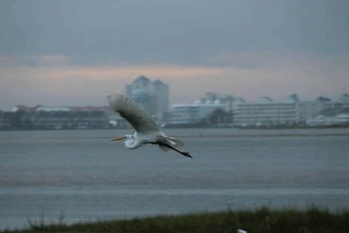 Ocean City Birding Descriptions