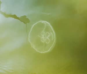 Moon Jellyfish by Zac Garmoe, DE Center for Inland Bays