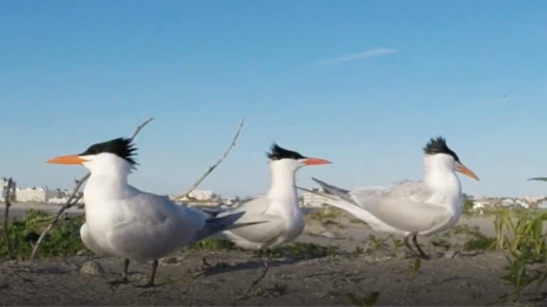 Creature Feature: Royal Tern
