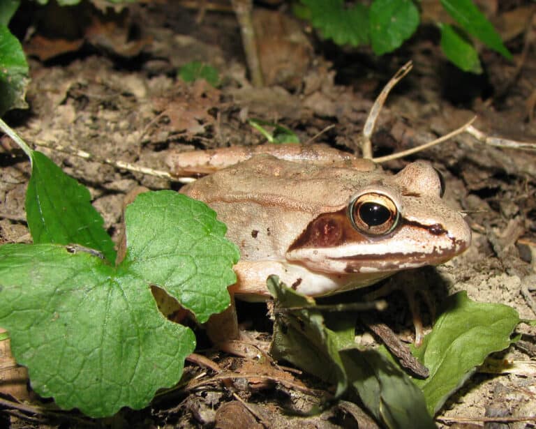 Creature Feature: Wildlife in Winter in Ocean City, Maryland and Beyond