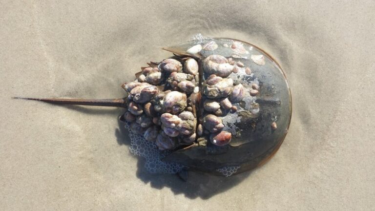 Creature Feature: Horseshoe Crabs