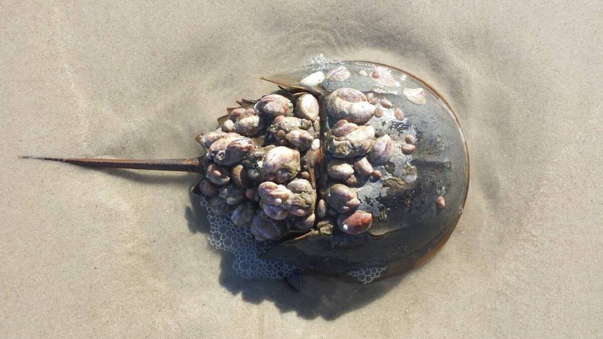 Horseshoe Crab Sting