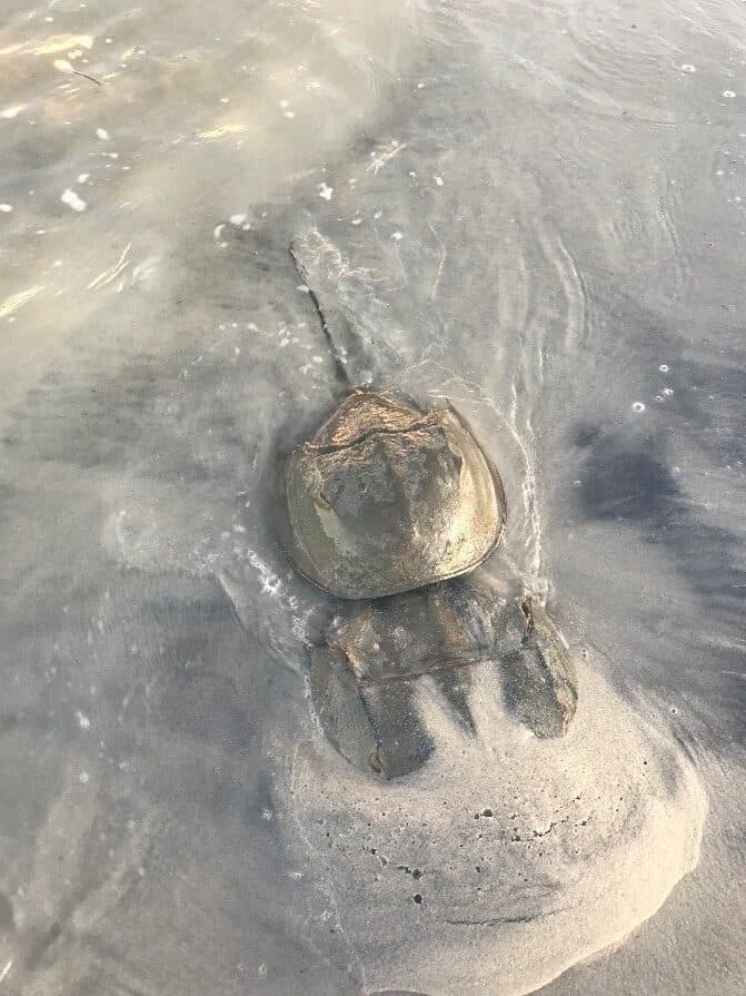 Attached horseshoe crabs on Assateague Island National Seashore bayside