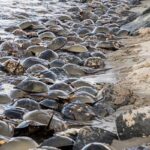 Horseshoe crabs on Homer Gudelsky Park beach