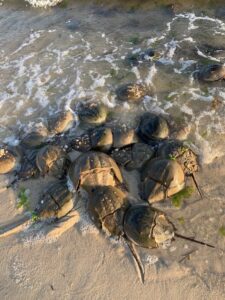 Spawning horseshoe crabs on Sunset Island in Ocean City
