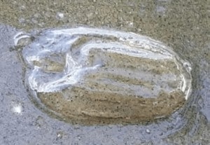 Pink Comb Jelly on beach by Liz Wist, MCBP