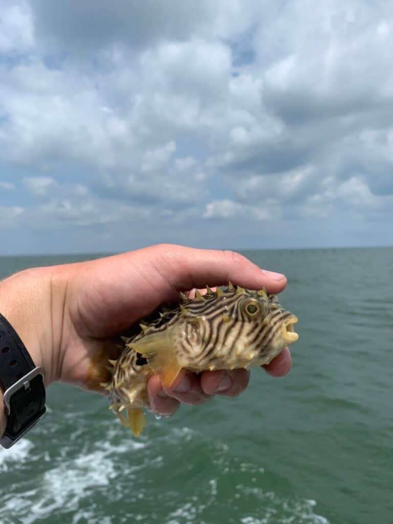 Striped Burrfish: The Not so Common Creature