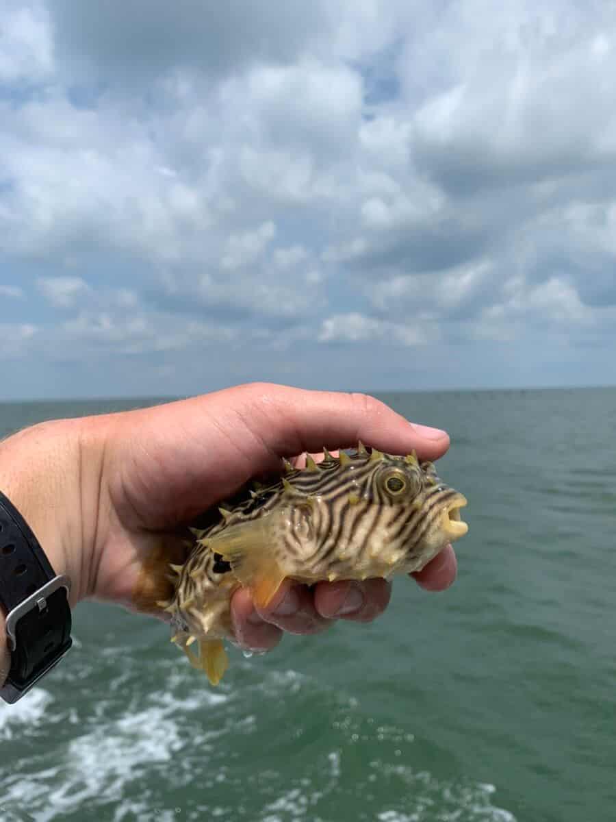Striped Burrfish: The Not so Common Creature - OceanCity.com