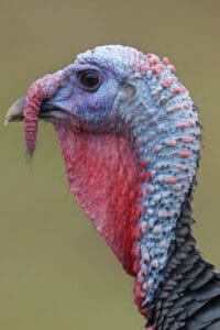 Wild turkey head. Pixabay