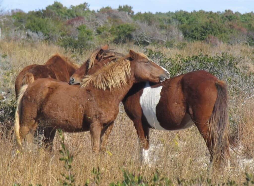 Ponies on Assagteague Island