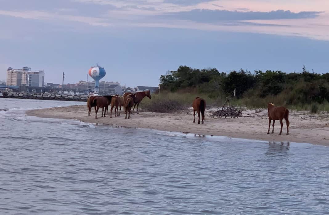 Assateague ponies