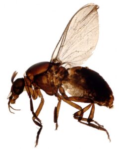 flies on the boardwalk