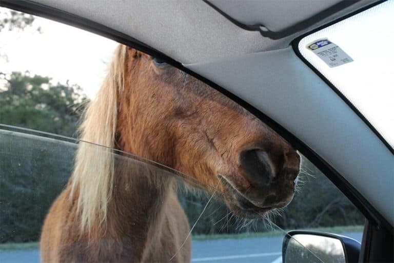 Animals on Assateague (12 photos)