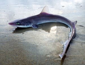 smooth dogfish