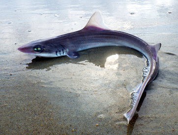 No need to fear Sharks in Ocean City Maryland Waters