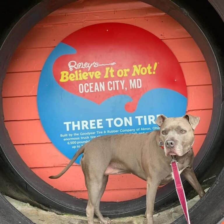 We never get tired of this!