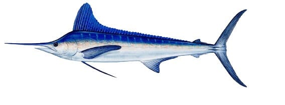 white marlin
