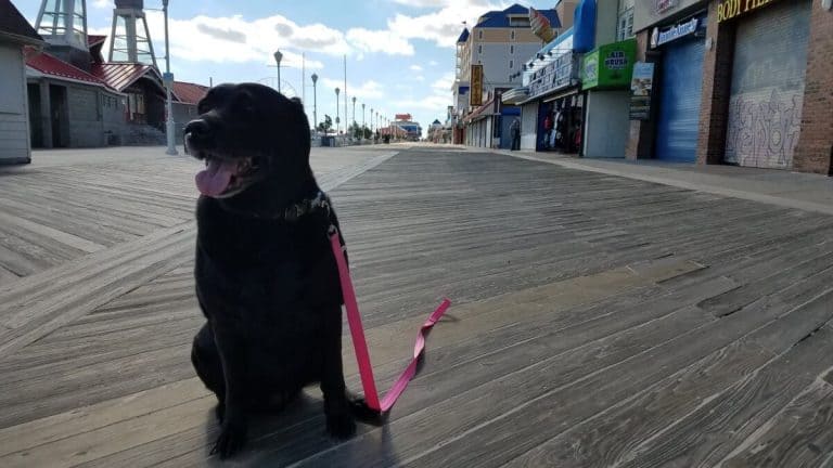 Marley on the Ocean City boardwalk