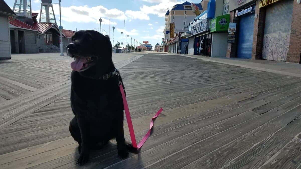 Are Dogs Allowed On Ocean City Md Boardwalk