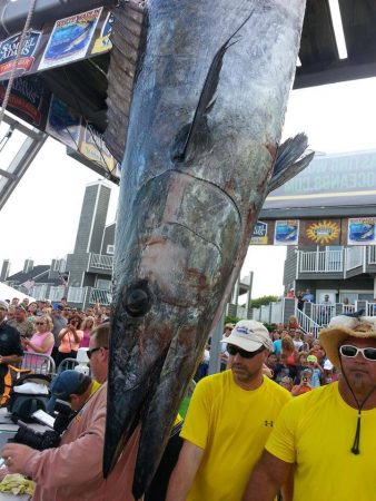 white marlin open 2013 ocean city maryland