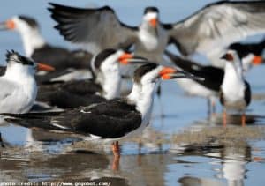 Black Skimmers Ocean CIty Md