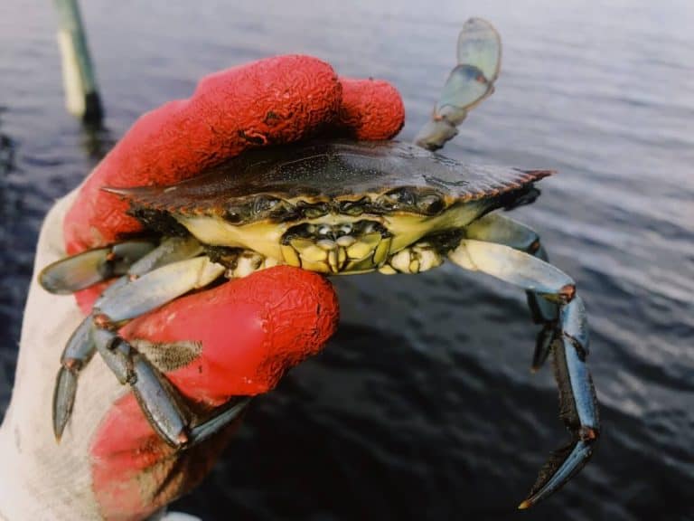 Blue Crab. By Zachary Garmoe