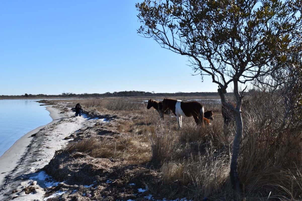 Assateague ponies
