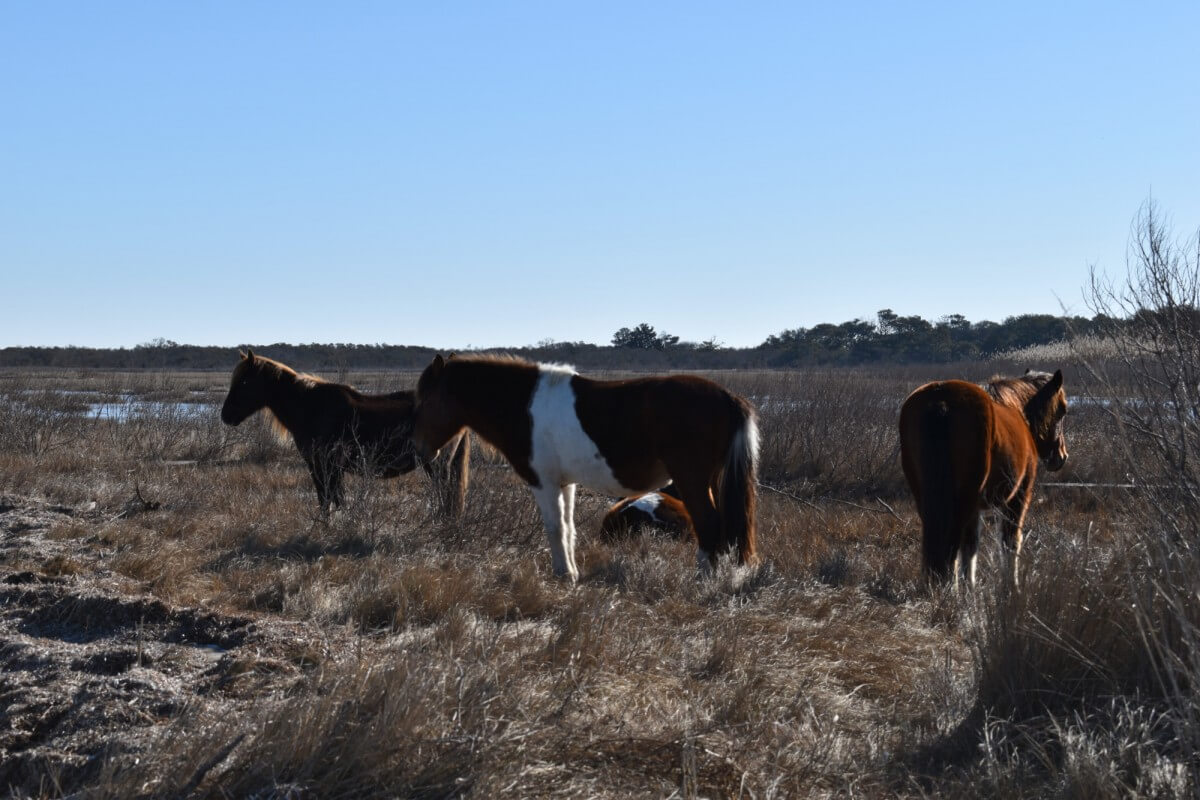 Assateague ponies