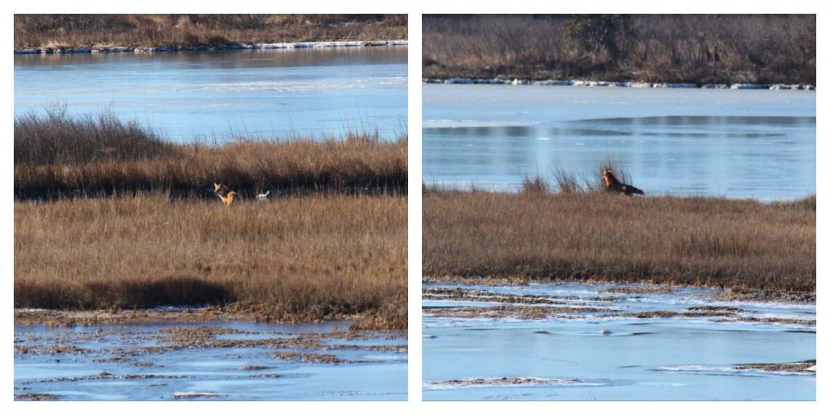 Assateague foxes