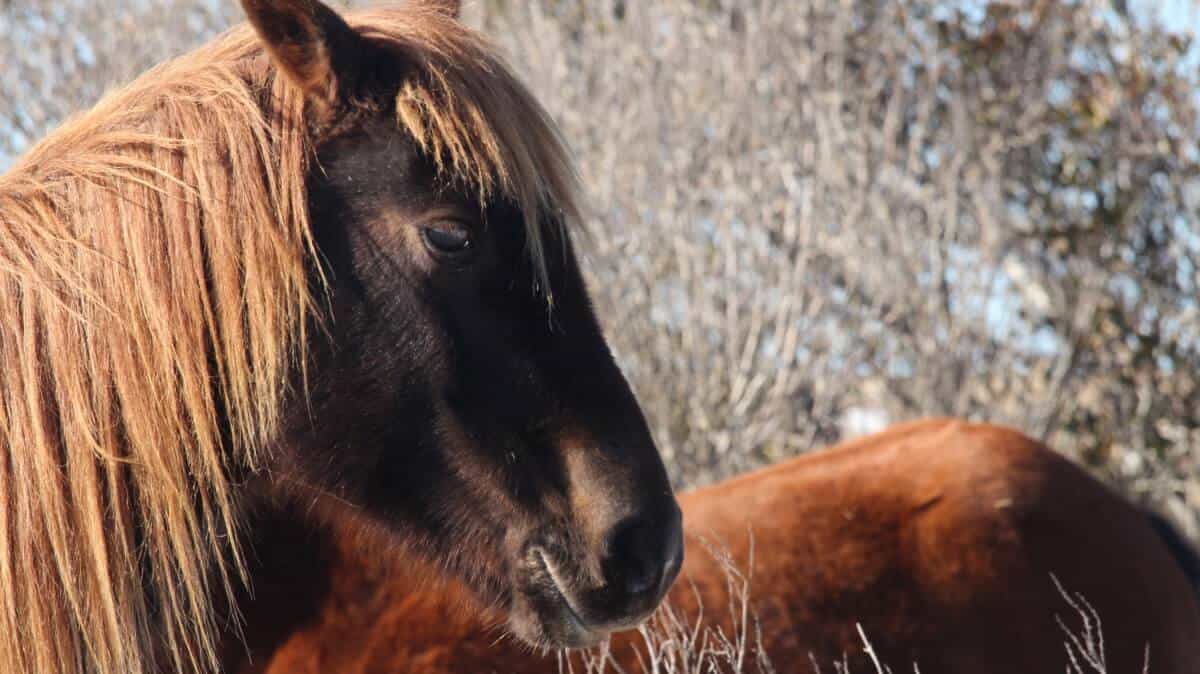 Assateague horse