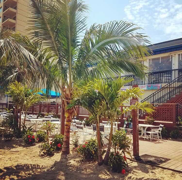 clarion palm trees