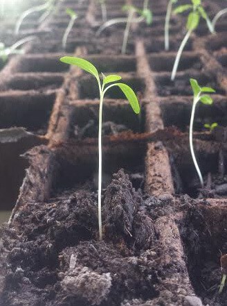 Milkweed Seedling by Katherine Phillips, MCBP