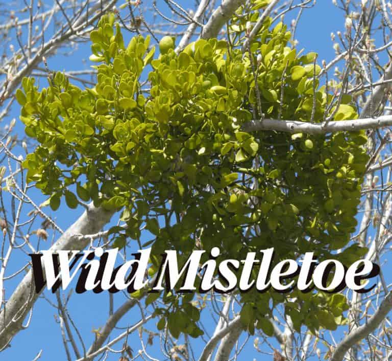 Creature Feature – Greenery Edition: Mistletoe – What You Didn’t Know