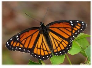 Monarch Viceroy by Kerry Wixted