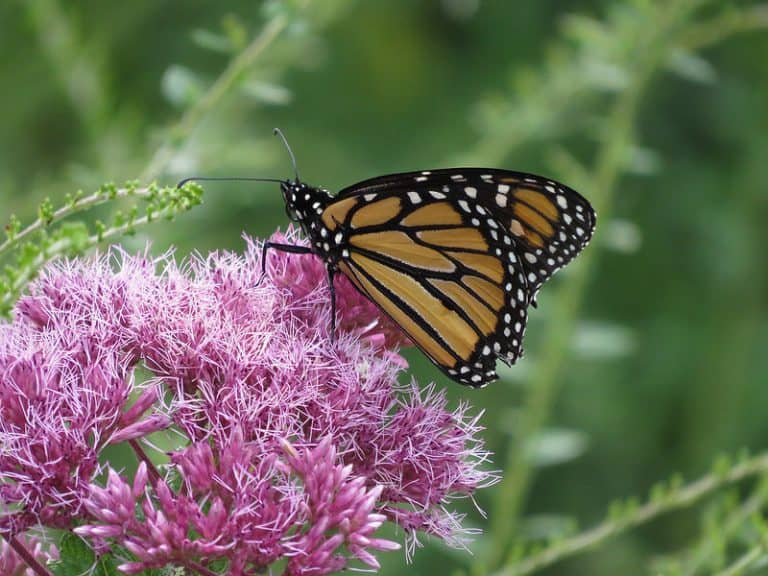 Monarch by Mike Hudson