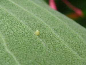 Monarch egg by Anna Letaw
